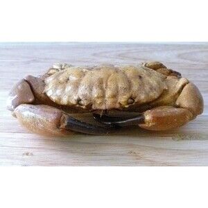Natural toy PhilppineReef crab figure  4" beach ocean decor nature science teach